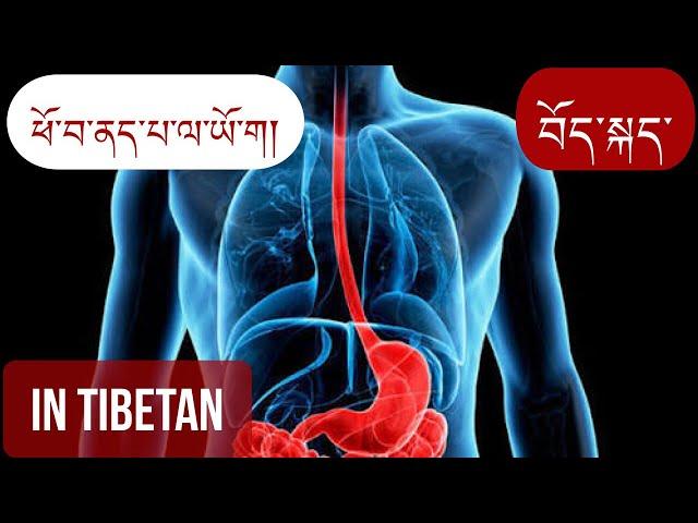 Yoga for stomach ulcer / ཕོ་བ་ནད་པ་ལ་ཡོ་ག།