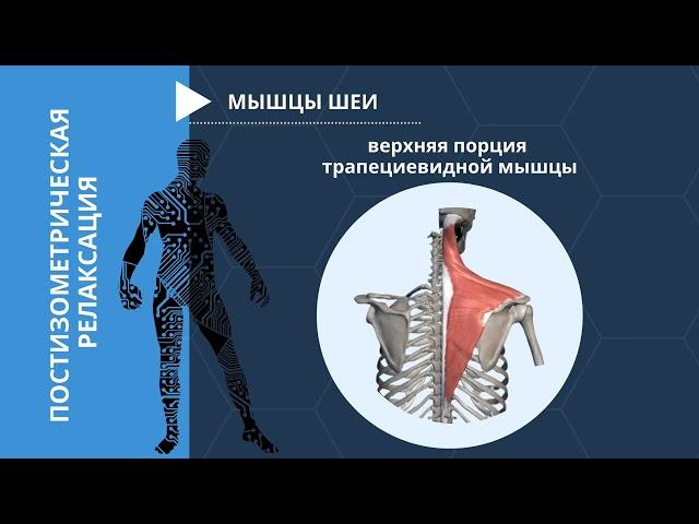 Трапециевидная мышца постизометрическая релаксация при боли в шее