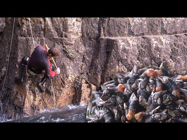 The barnacles | Traditional barnacle fishing | Traditional fishing