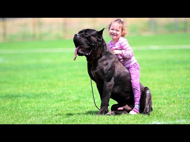 Big Cane Corso Dog protecting Baby - Dog and Baby Funny Moments