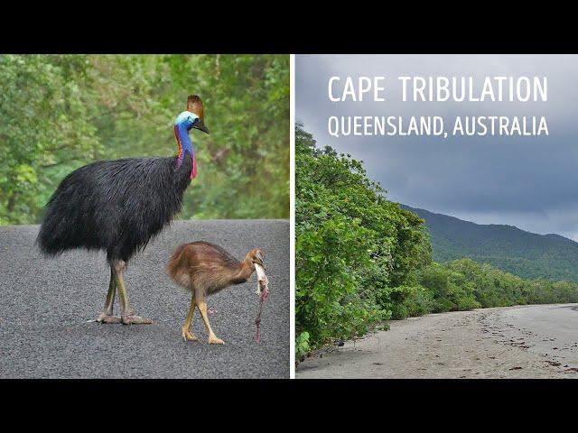 Cape Tribulation - North Queensland - Australia