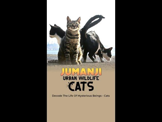 How does life look like when you are a cat?