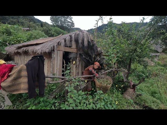 Rural Village Activity In Himalayan Village || Karnali Village || Mulsam Jajarkot || Daily Routine||