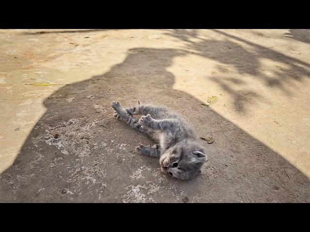 The kitten lay stiff from breathing difficulties until a young man found him and performed CPR.️