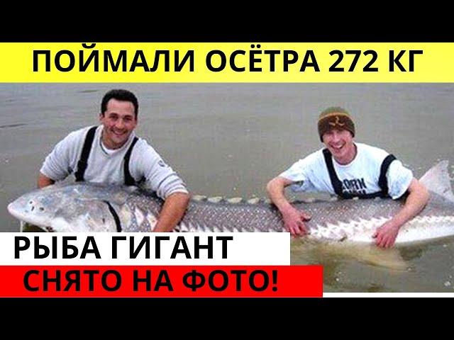 ШОК! Пойман Осётр 272 кг весом! СМОТРЕТЬ! Необычные новости