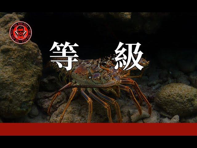 吸引力與我們大腦中的「等級」有關｜紅色藥丸｜紅丸覺醒 ｜CC字幕