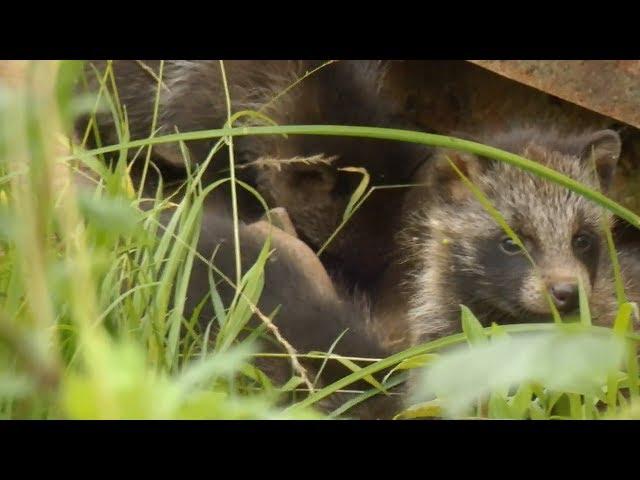 気がつけば我が家が仔狸屋敷になっていた（Became a paradise of a Child Tanuki）