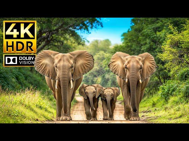 AFRICAN ANIMALS 4K HDR | with Cinematic Sound (Colorful Animal Life)