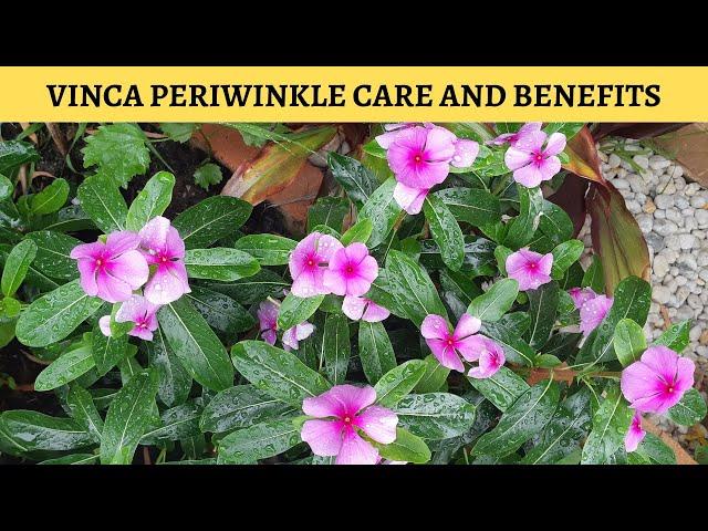 Periwinkle Plant Care and Benefits