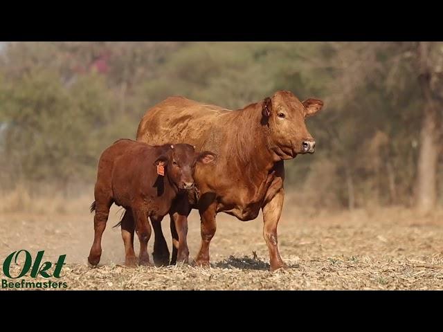 Kalahari Beefmasters - OKT 19 138 + OKT 23 474