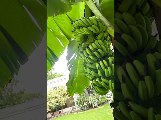 Fila Banana Ready To Harvest Green Ripe Bananas for Minions