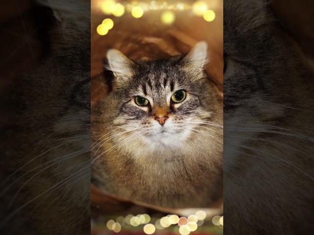 Tabatha
