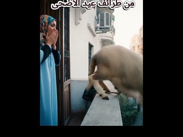 من الطرائف التي تسبق عيد الاضحى المبارك #دويتو