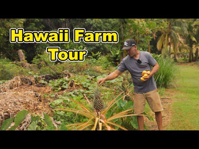 Regenerative Farm Tour in Hawaii, Turning an Overgrown Nursery into a Food Producing Powerhouse