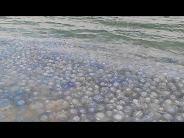 Азовское море вновь заполонили медузы: море превратилось в желе #Russia #SeaofAzov #jellyfish