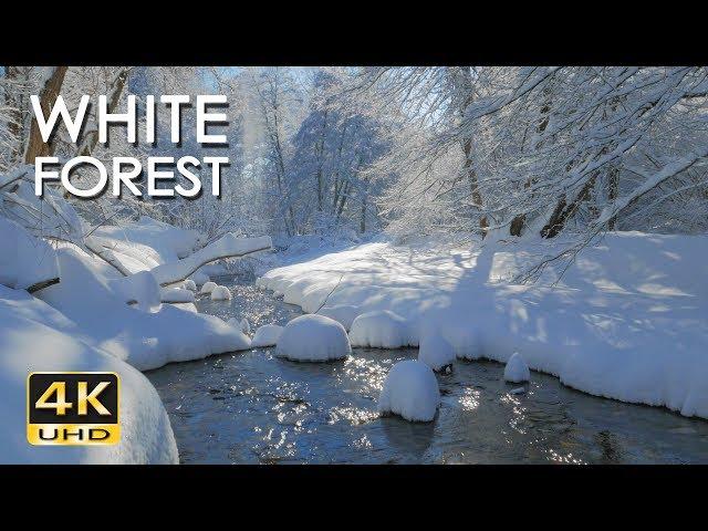 4K White Forest - Calming River Sounds - Snowy Woods - Relaxing Winter Nature Video - Ultra HD