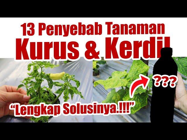 TANAMANMU KERDIL, MENGUNING, TIDAK SUBUR.??? INI DIA 13 PENYEBAB DAN SOLUSINYA | Pupuk Berbuah Lebat