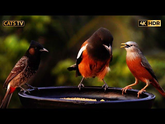 Cute Birds And Chipmunks For Cats to watch ️ 10 Hours 4k Little Birds ! Uninterrupted CatTV 