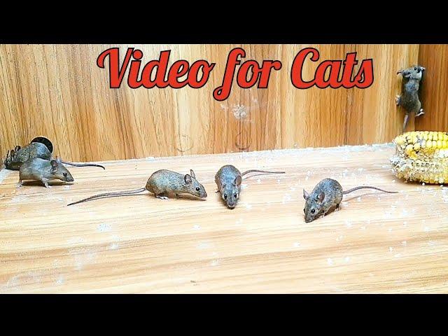 Cat TV mice digging burrows / holes in sand and hide & seek for cats to watch