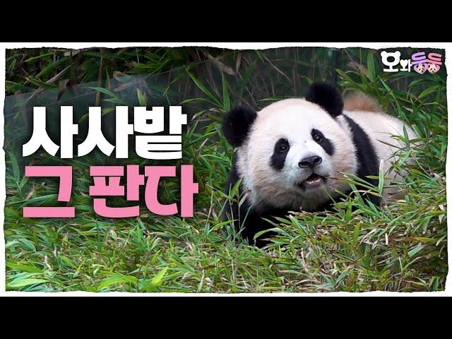 (SUB) The Most Adorable Baby Panda In The World And Her Dumping PPUPPA Time! │Panda World