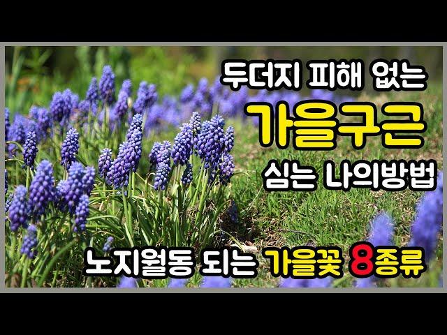 노지월동 되는 가을꽃 8종류/수선화,무스카리 구근심는 시기 입니다