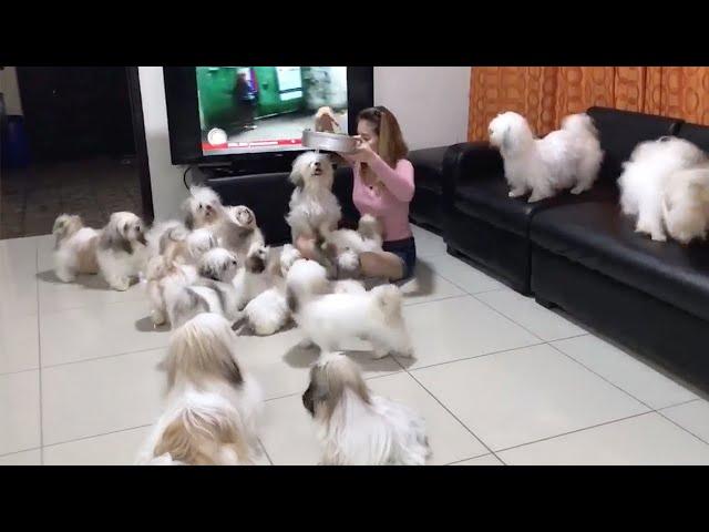 Shih Tzu Family Madness