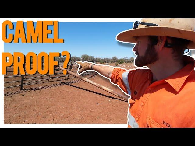 Camel-Proofing the Yards: Reinforcing Cattle Yards Against Summer