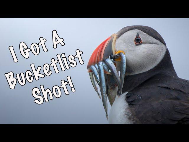 How to photograph PUFFINS on the Isle of May, Scotland