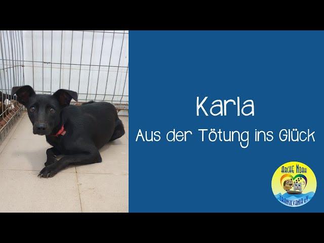  |KARLA - Aus der Tötung ins Glück| 