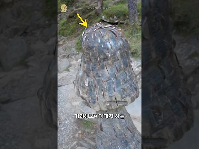 수천개의 동전이 박힌 나무들