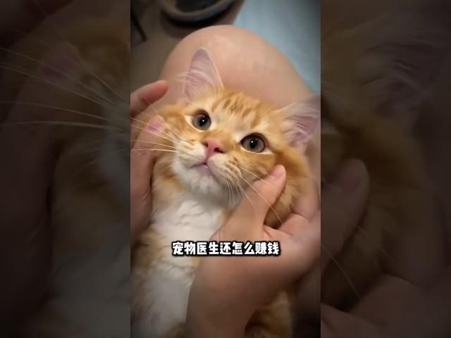 宠物医生最讨厌养猫新手做这四件事。＃宠物医生＃新手养猫＃养猫知识＃养猫日常＃养猫经验＃科学养猫＃养猫人＃养猫经验分享＃宠物＃萌宠＃猫咪＃cat＃宠物日常＃宠物知识＃分享养宠经验＃科学养猫攻略