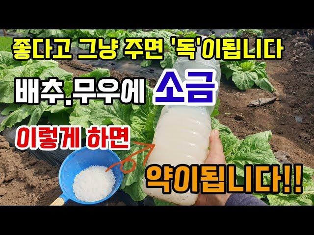 김장배추.무우에 소금 주는 방법 그냥 뿌리지 말고 이렇게 소금물액비 만들어주면 달고 맛있어집니다.