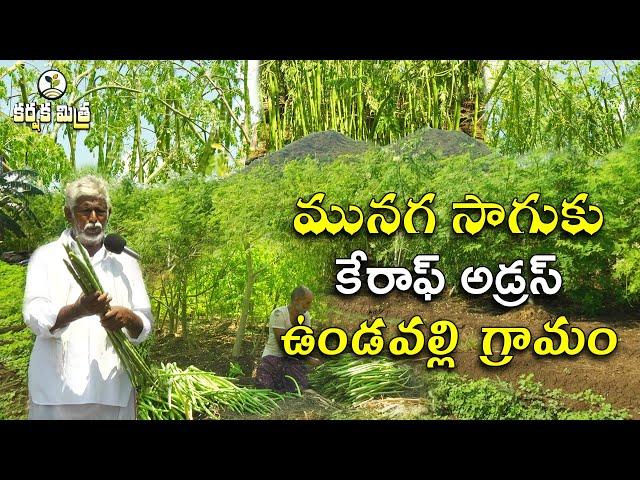 మునగ సాగుతో ఎకరాకు రూ. 3 లక్షల లాభం | ఉండవల్లి రైతు విజయగాథ | Moringa Cultivation | Karshaka Mitra