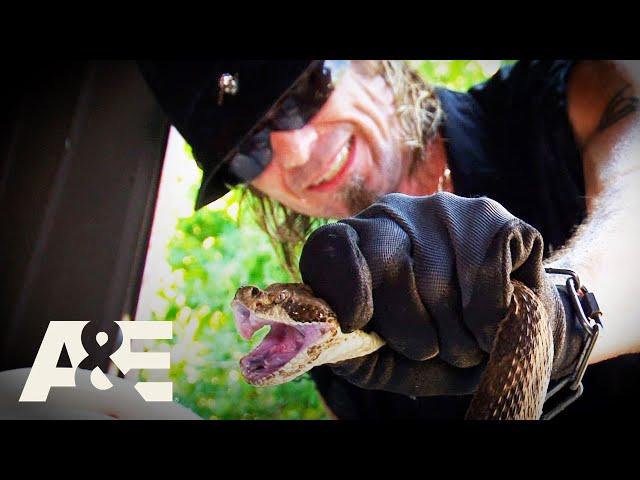 Top 3 DEADLY Rattlesnakes | Billy the Exterminator | A&E