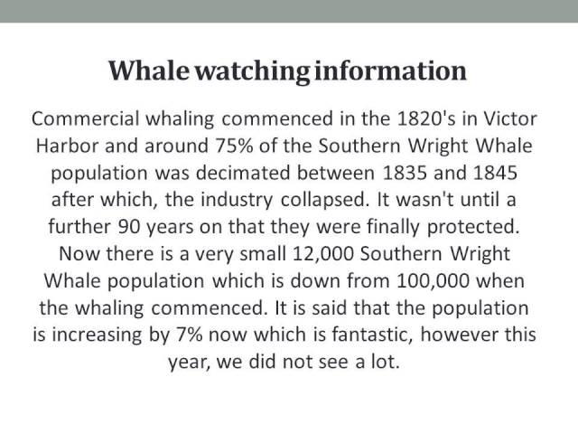 Surf and Sun; Where have all the whales gone this year?