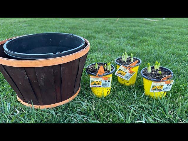 Planting some Tete-a-Tete daffodils in a container