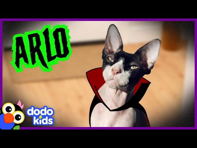 Cute Spooky Cat Keeps Scaring His Family | Happy Halloween | Dodo Kids