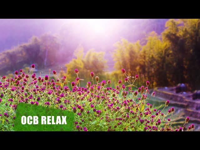 10 Hours of Relaxing Music - Sleep Music, Piano Music for Stress Relief, Sleeping Music (Dylan)