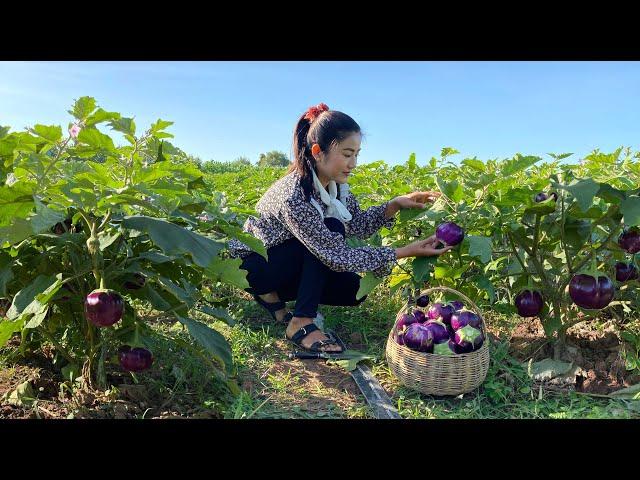 Harvesting round purple eggplants for cooking / Stuffed round eggplants with shrimps