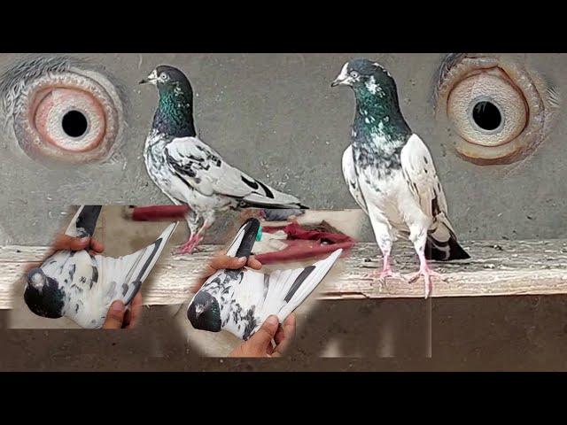 Chaudhari wale breeder kabutar Mohsin jutt Lahore