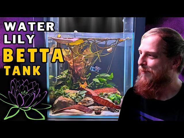 How to setup! Simple Betta fish aquarium, with EPIC tropical water lily!