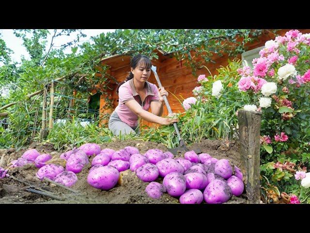 Harvesting Sweet Potato Goes to market sell, Bumper sweet potato crop, Cooking | Tiểu Vân Daily Life