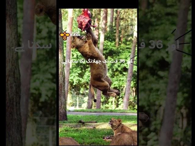 Fun facts about lions you never knew | Discover with Sabi