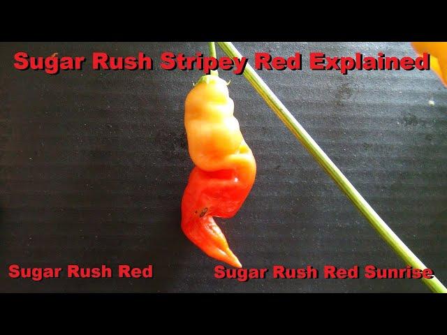 Sugar Rush Red Vs. Sugar Rush Red HUH?? | Sugar Rush Red Sunrise