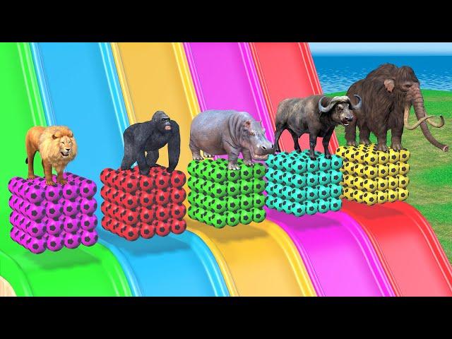 Long Slide Game With Mammoth Elephant Gorilla Buffalo Hippopotamus Lion - 3d Animal Game