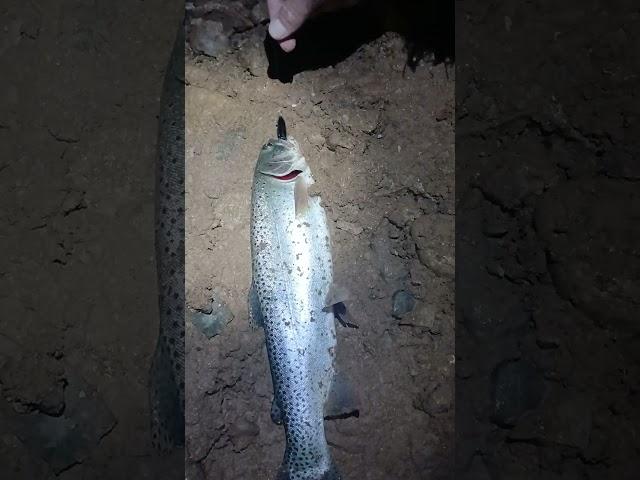 Nightfishing for trout with a fake minnow kills. #fishing #fishingtechniques #trout