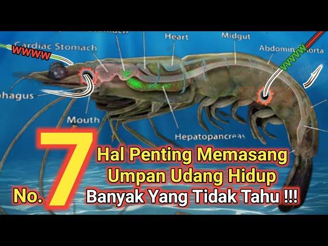 7 Cara Cangkuk Udang Hidup