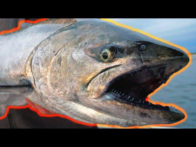 Lake Michigan King Salmon Fishing Adventure