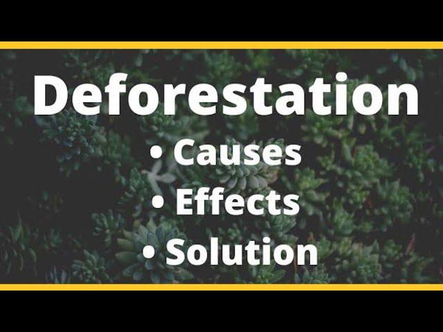 Deforestation and it's causes | Shazia tech info