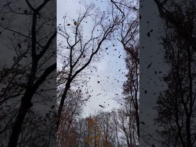 Leaves Falling, Windy, Nature Sounds - Autumn Ambience